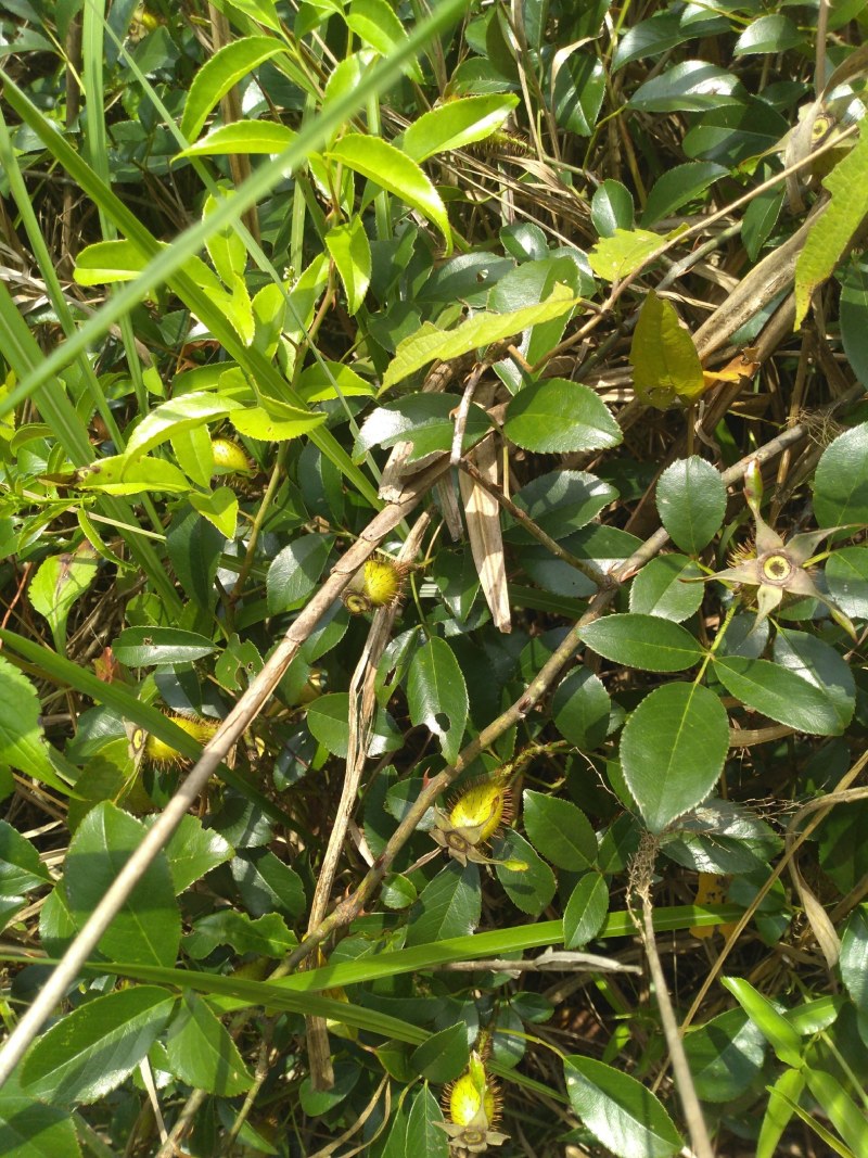 纯野生，鲜货金樱子，不是种植和郊区货可以比的