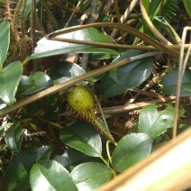 纯野生，鲜货金樱子，不是种植和郊区货可以比的