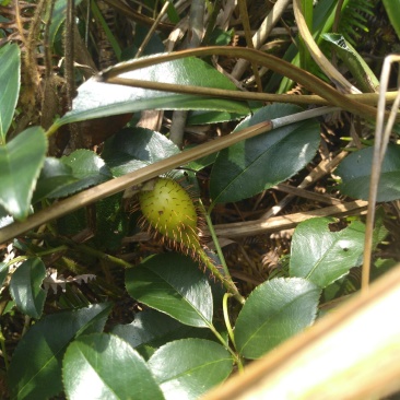 纯野生，鲜货金樱子，不是种植和郊区货可以比的