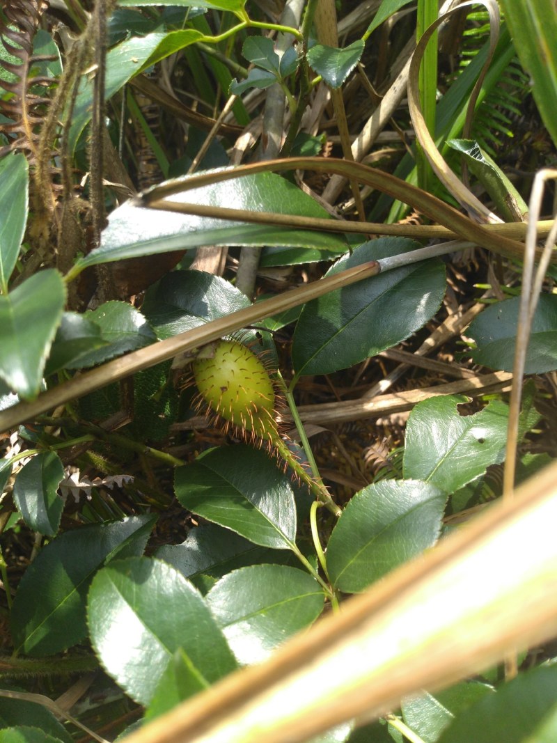 纯野生，鲜货金樱子，不是种植和郊区货可以比的