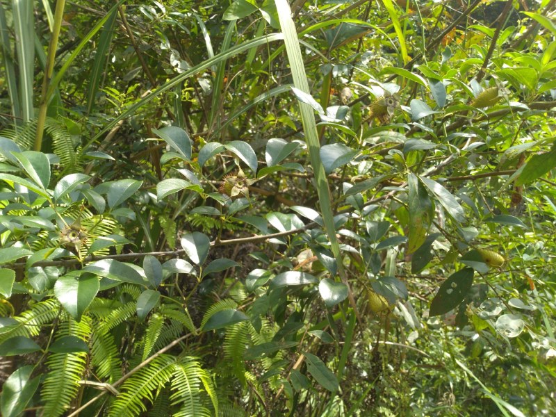 纯野生，鲜货金樱子，不是种植和郊区货可以比的