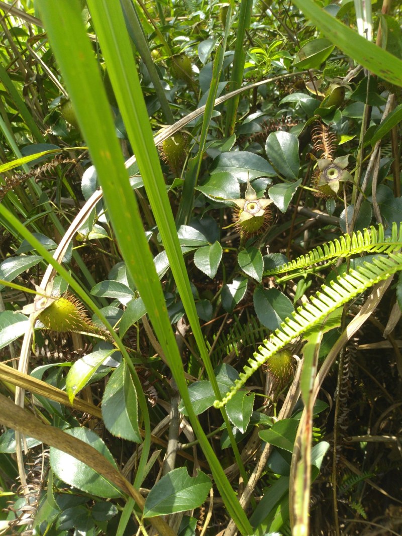 纯野生，鲜货金樱子，不是种植和郊区货可以比的
