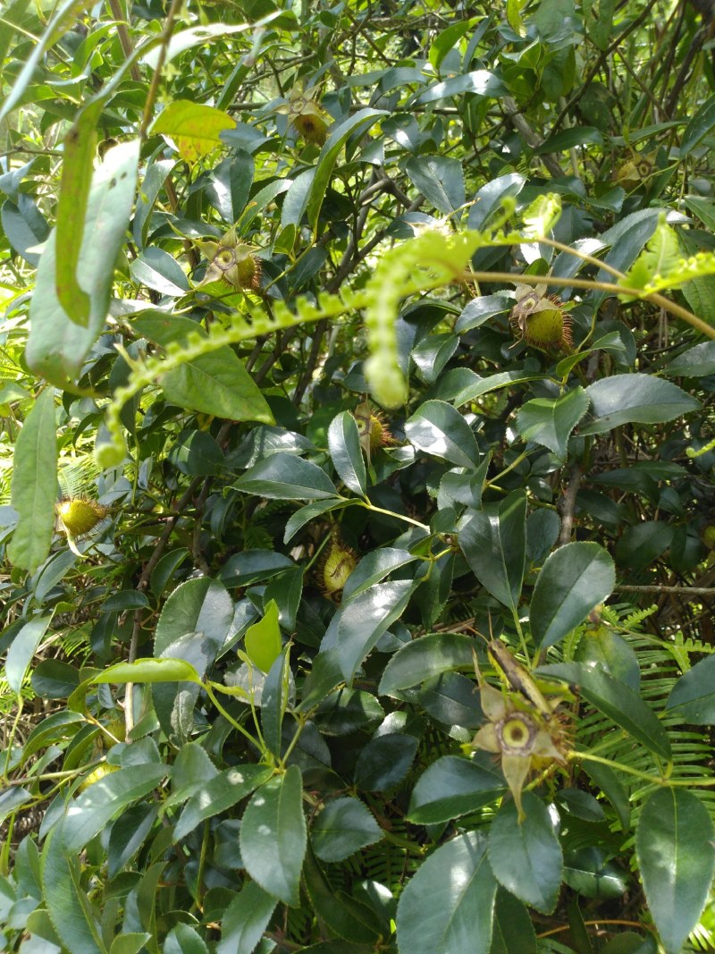 纯野生，鲜货金樱子，不是种植和郊区货可以比的