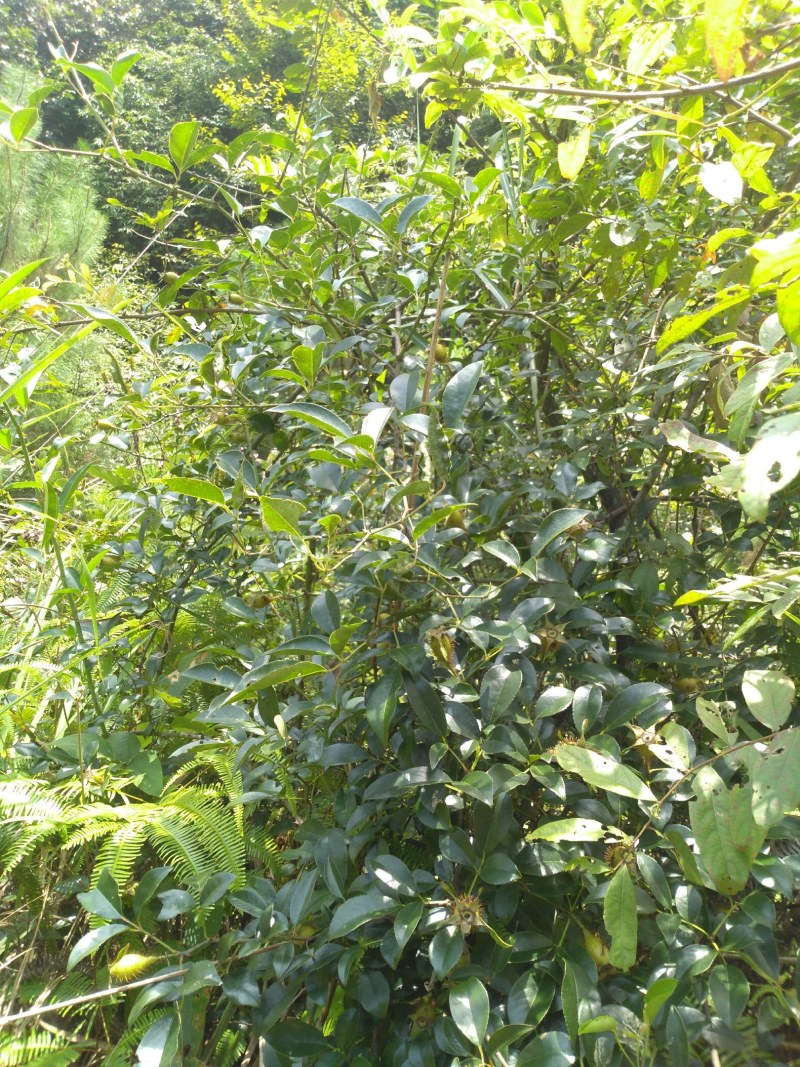 纯野生，鲜货金樱子，不是种植和郊区货可以比的