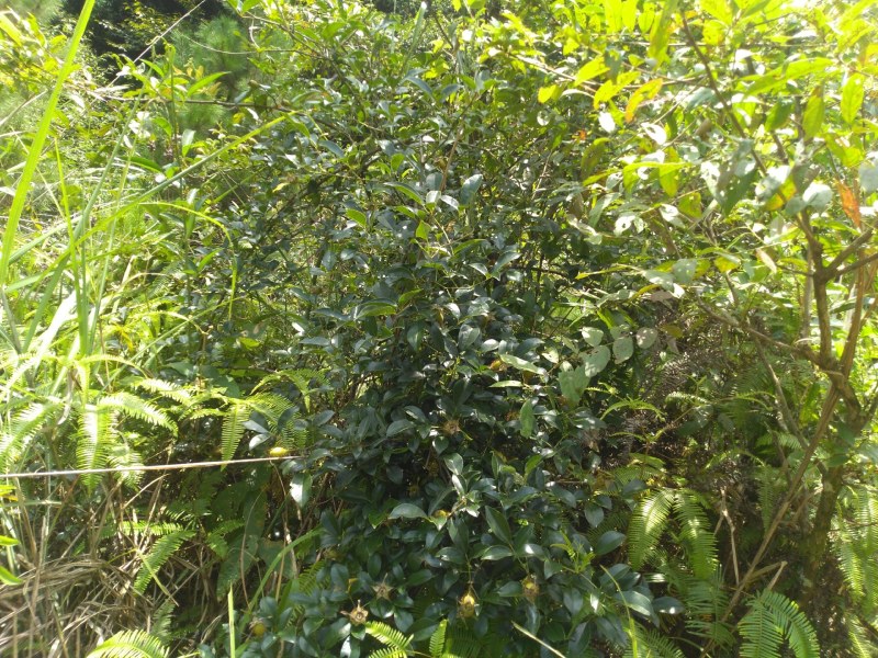 纯野生，鲜货金樱子，不是种植和郊区货可以比的