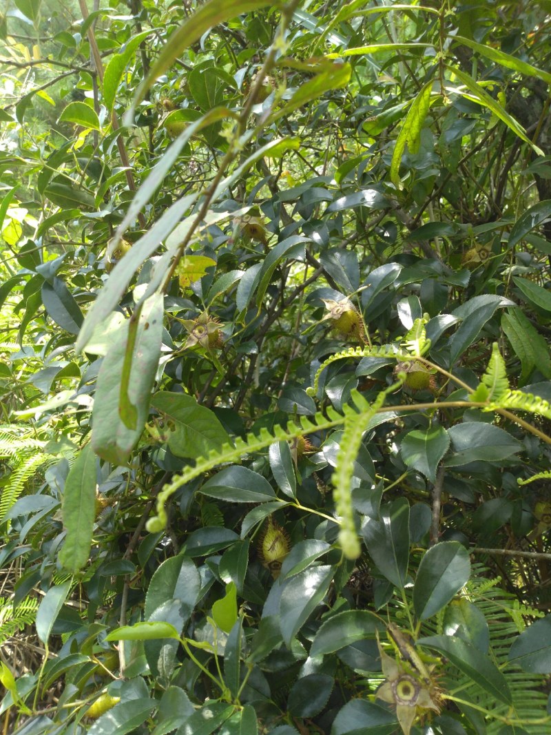 纯野生，鲜货金樱子，不是种植和郊区货可以比的