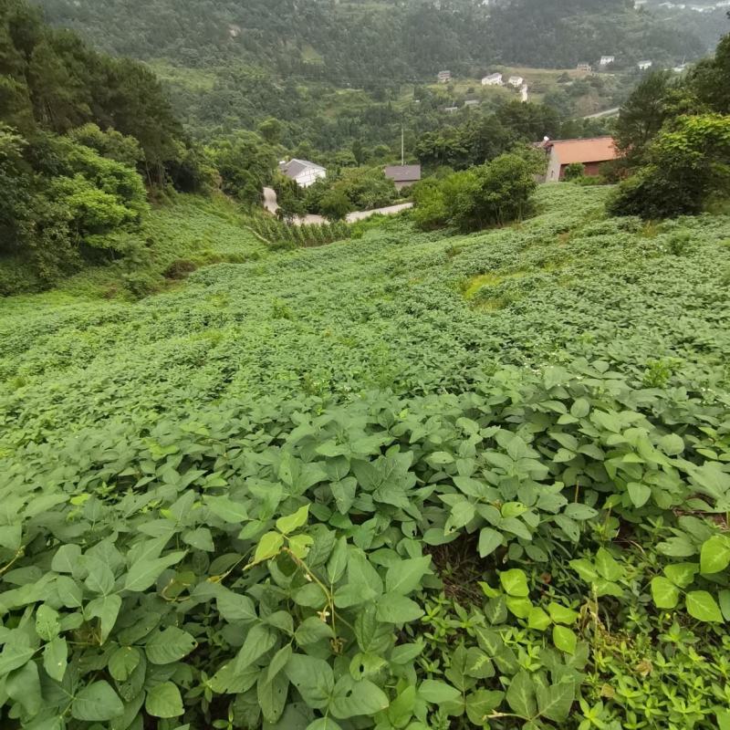 优质青皮大豆，干货，自然晾晒，农家肥种植，0添加。
