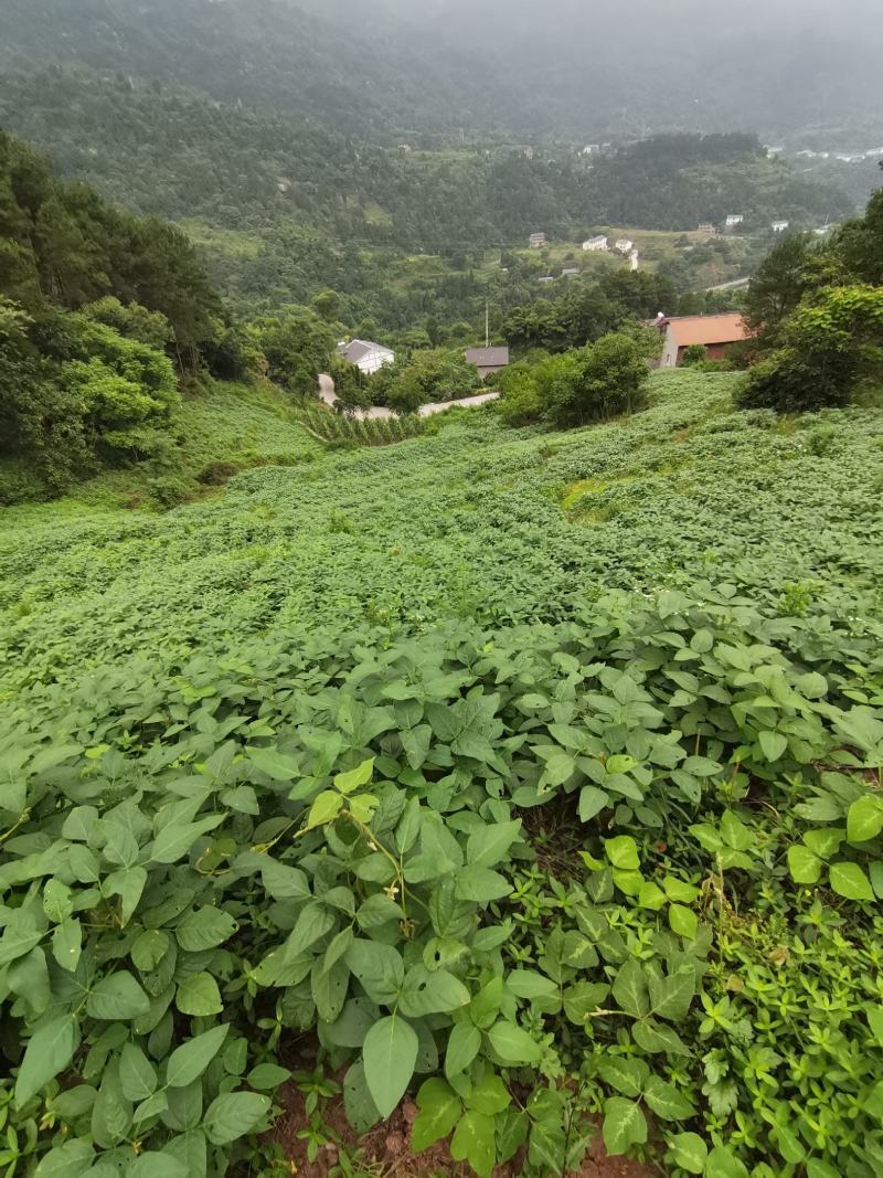 优质青皮大豆，干货，自然晾晒，农家肥种植，0添加。