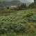 优质青皮大豆，干货，自然晾晒，农家肥种植，0添加。
