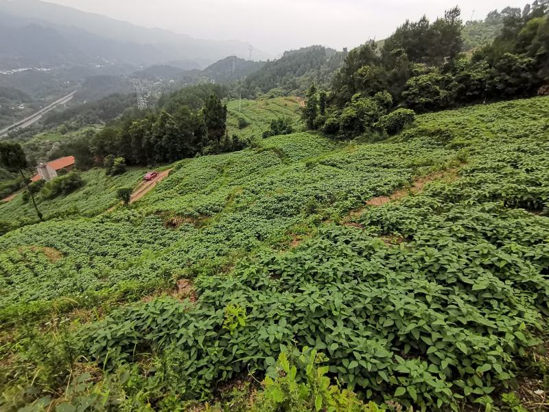 优质青皮大豆，干货，自然晾晒，农家肥种植，0添加。