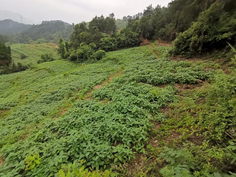 优质青皮大豆，干货，自然晾晒，农家肥种植，0添加。