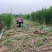 甜象草种节