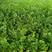 芹菜种子皇冠西芹种子高产早熟实心抗病好叶柄微黄有光泽