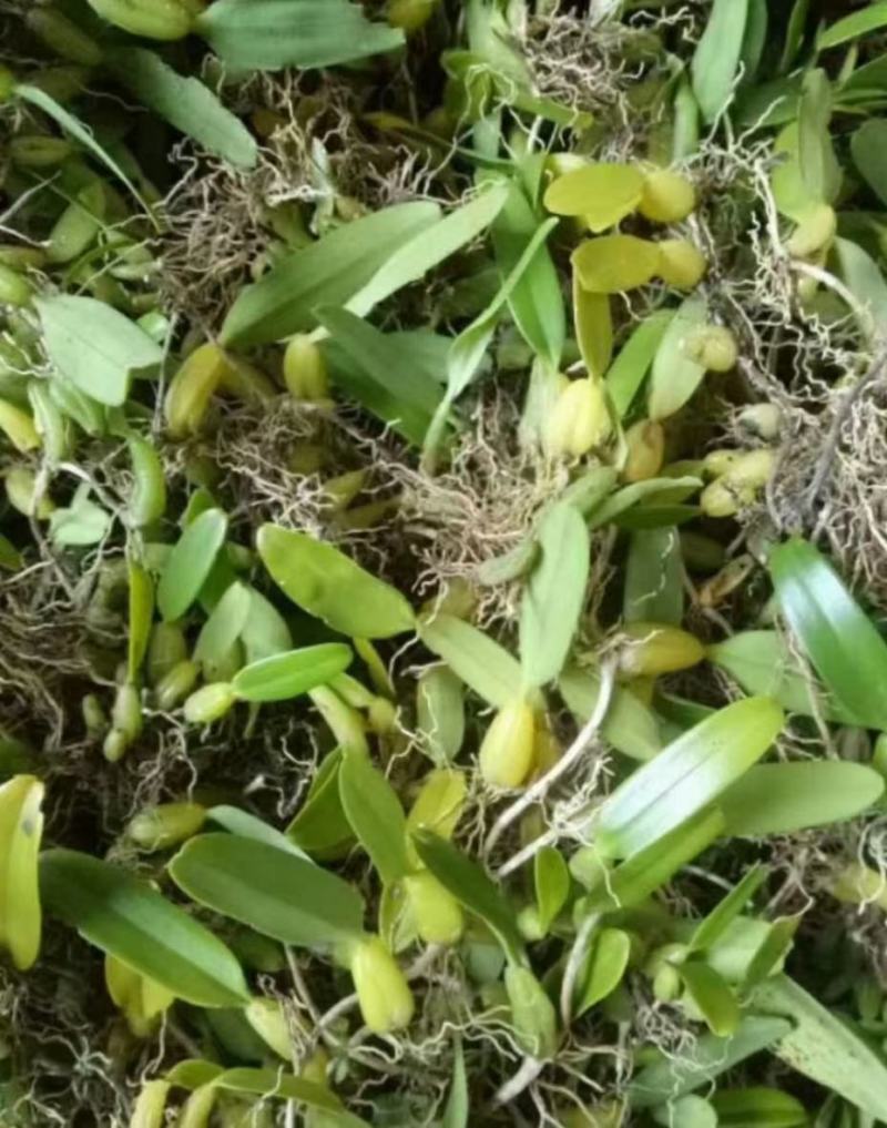 云南十万大山单叶小果