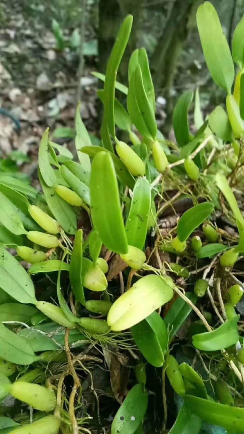 云南十万大山单叶小果