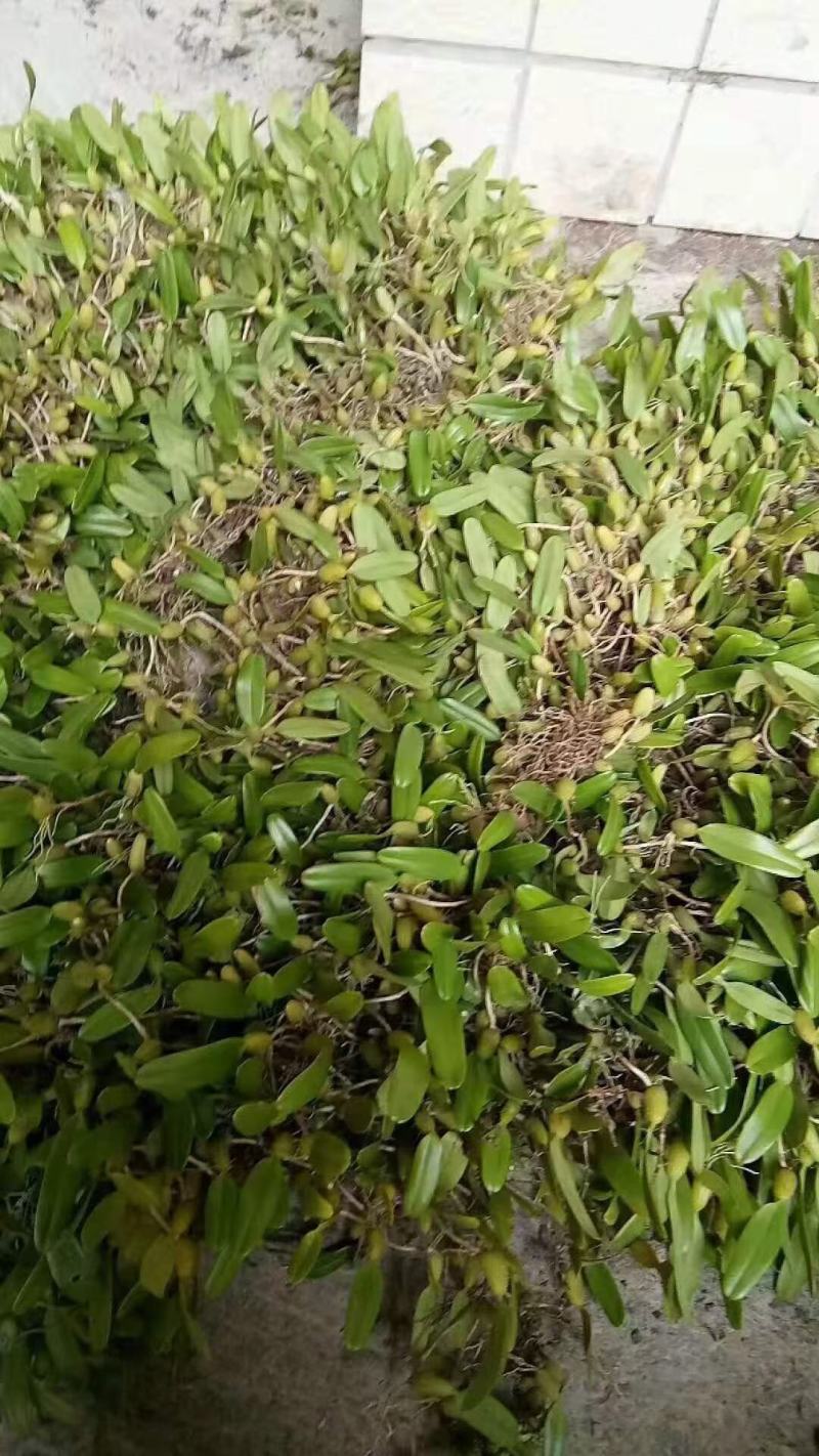 云南十万大山单叶小果