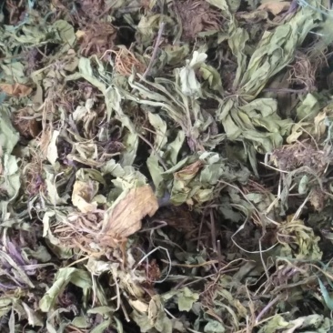 云南无硫野生灯盏花灯盏细辛云南天然植物云南特产