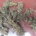 云南无硫野生灯盏花灯盏细辛云南天然植物云南特产