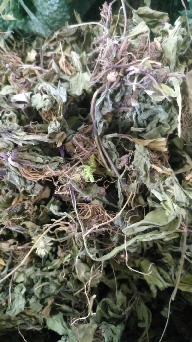 云南无硫野生灯盏花灯盏细辛云南天然植物云南特产