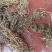 云南无硫野生灯盏花灯盏细辛云南天然植物云南特产