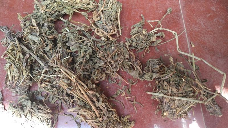 云南无硫野生灯盏花灯盏细辛云南天然植物云南特产