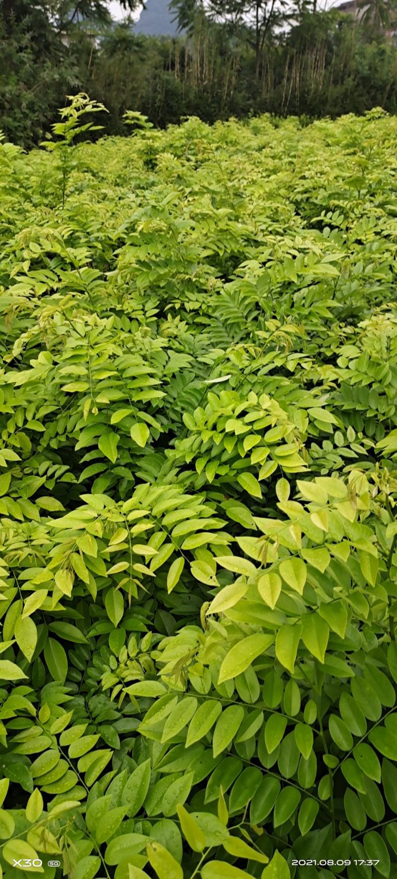 海南黄花梨苗海南黄花梨树苗包邮包邮