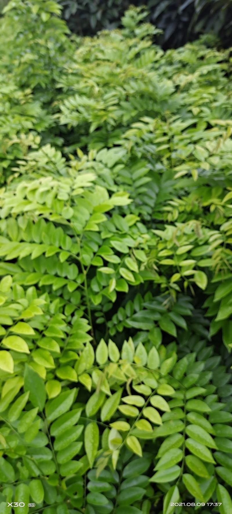 海南黄花梨苗海南黄花梨树苗包邮包邮