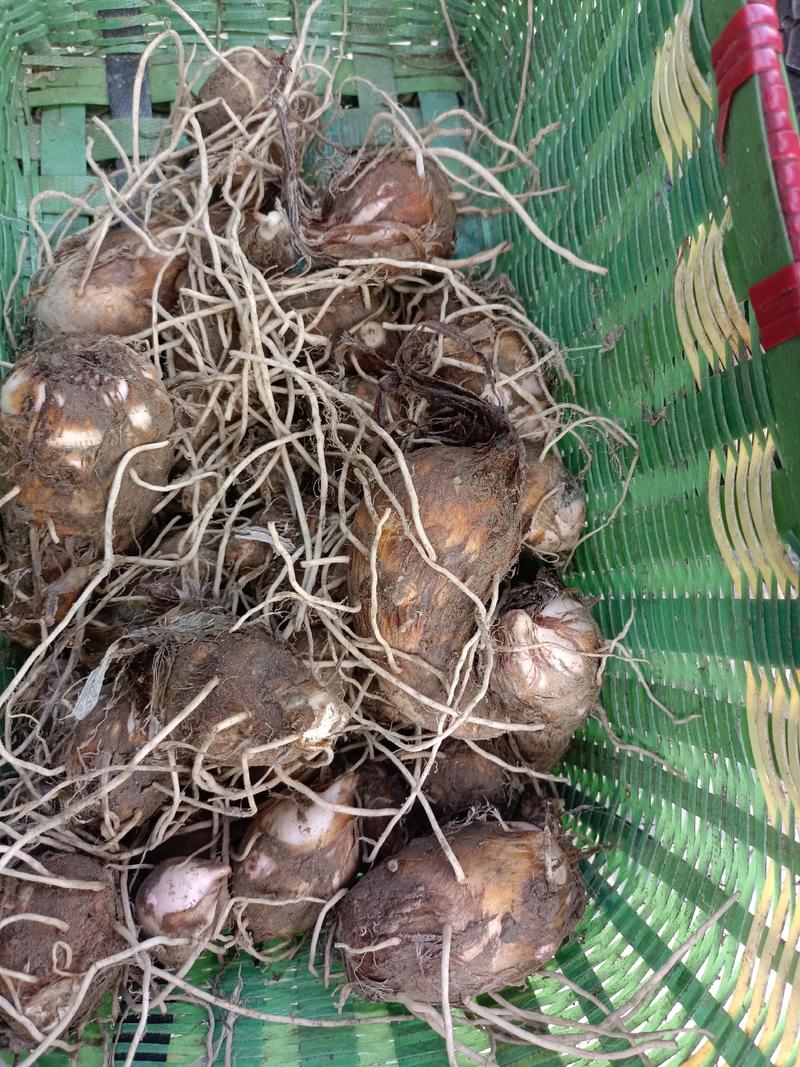 大量出售优质红芽芋，基地直接供货，欢迎老板来电