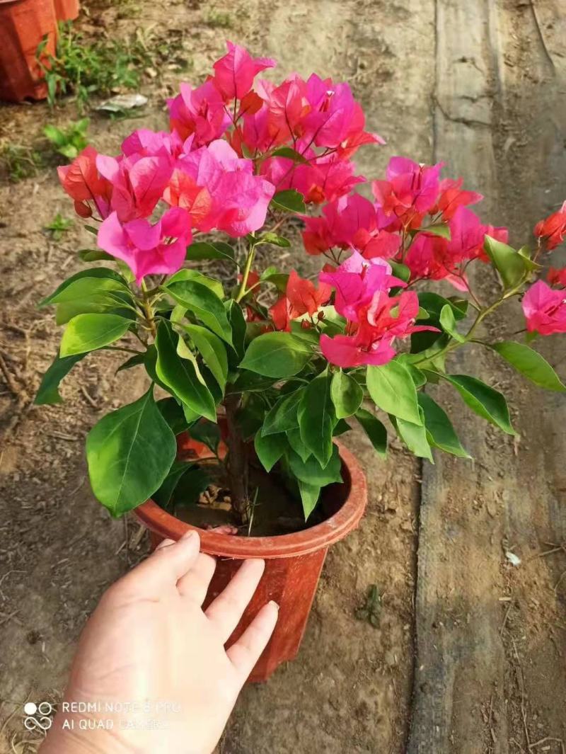三角梅带花盆栽大苗室内盆栽四季种植爬藤花卉攀援花卉