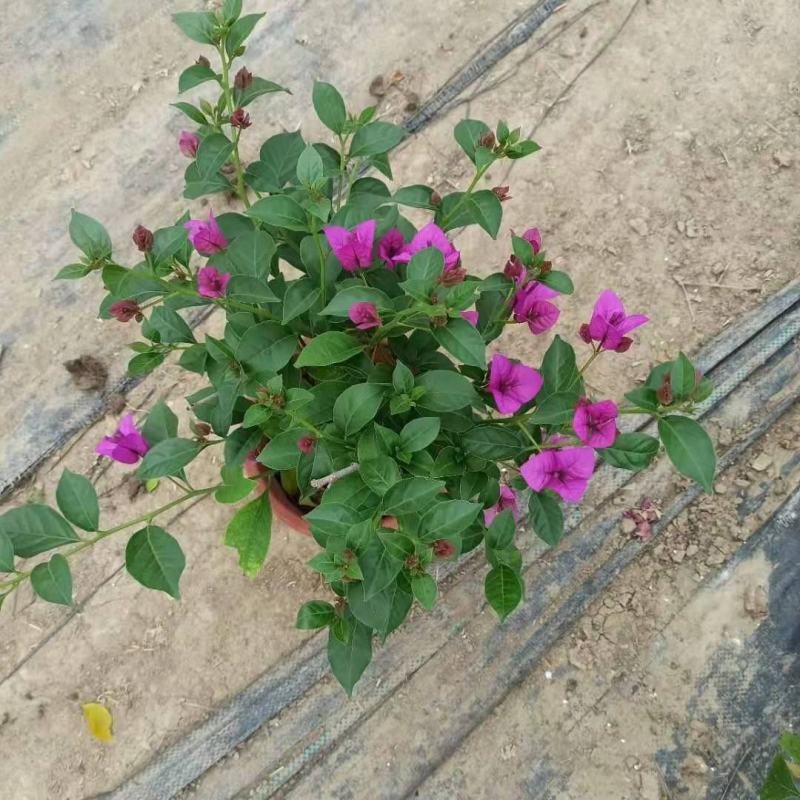 三角梅带花盆栽大苗室内盆栽四季种植爬藤花卉攀援花卉