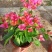 三角梅带花盆栽大苗室内盆栽四季种植爬藤花卉攀援花卉