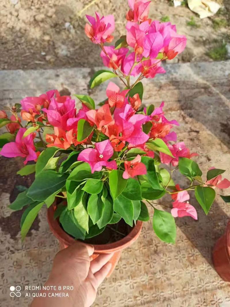 三角梅带花盆栽大苗室内盆栽四季种植爬藤花卉攀援花卉
