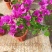 三角梅带花盆栽大苗室内盆栽四季种植爬藤花卉攀援花卉