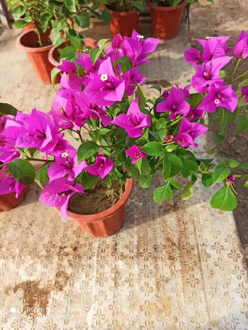 三角梅带花盆栽大苗室内盆栽四季种植爬藤花卉攀援花卉