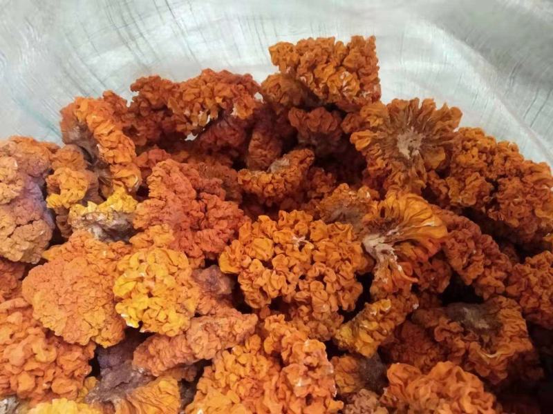 金耳黄金木耳脑耳陕南树林环境椴木干货支持大小件批发代发