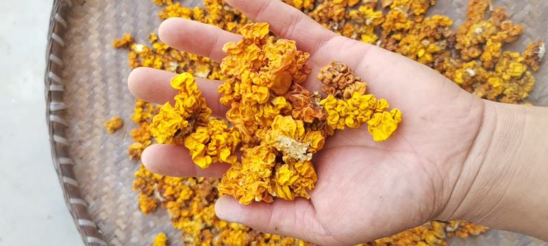 金耳黄金木耳脑耳陕南树林环境椴木干货支持大小件批发代发