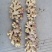 文山红土二黄姜，红芽小黄姜红土二黄姜上市