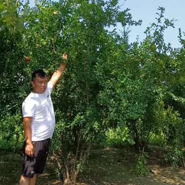 丛生石榴，基地直发，2—4米，可地头装车