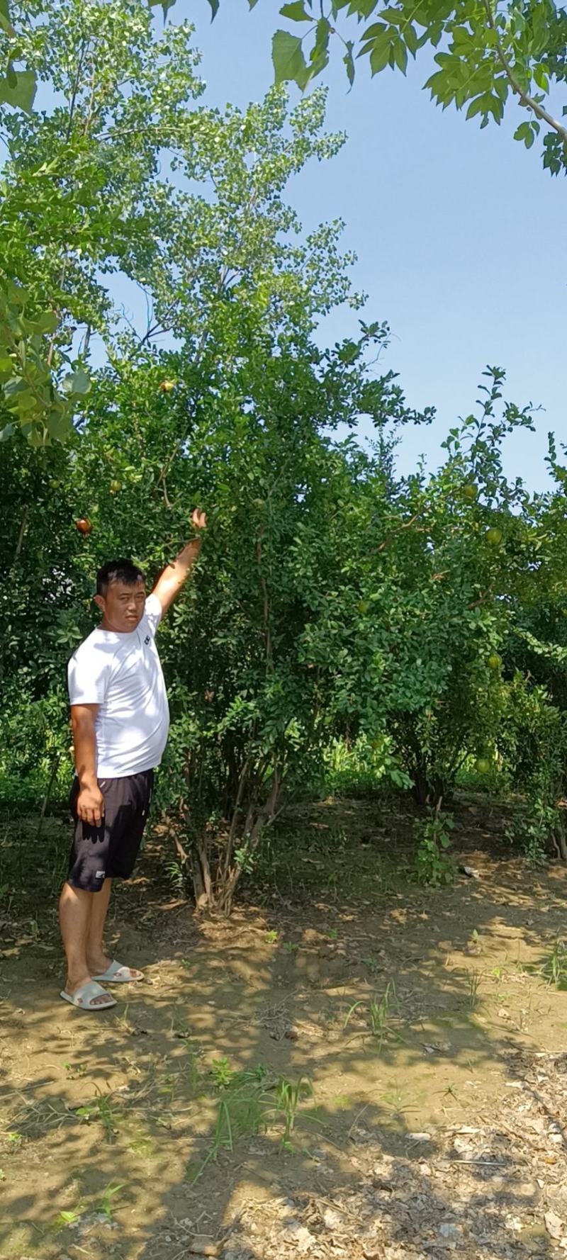 丛生石榴，基地直发，2—4米，可地头装车