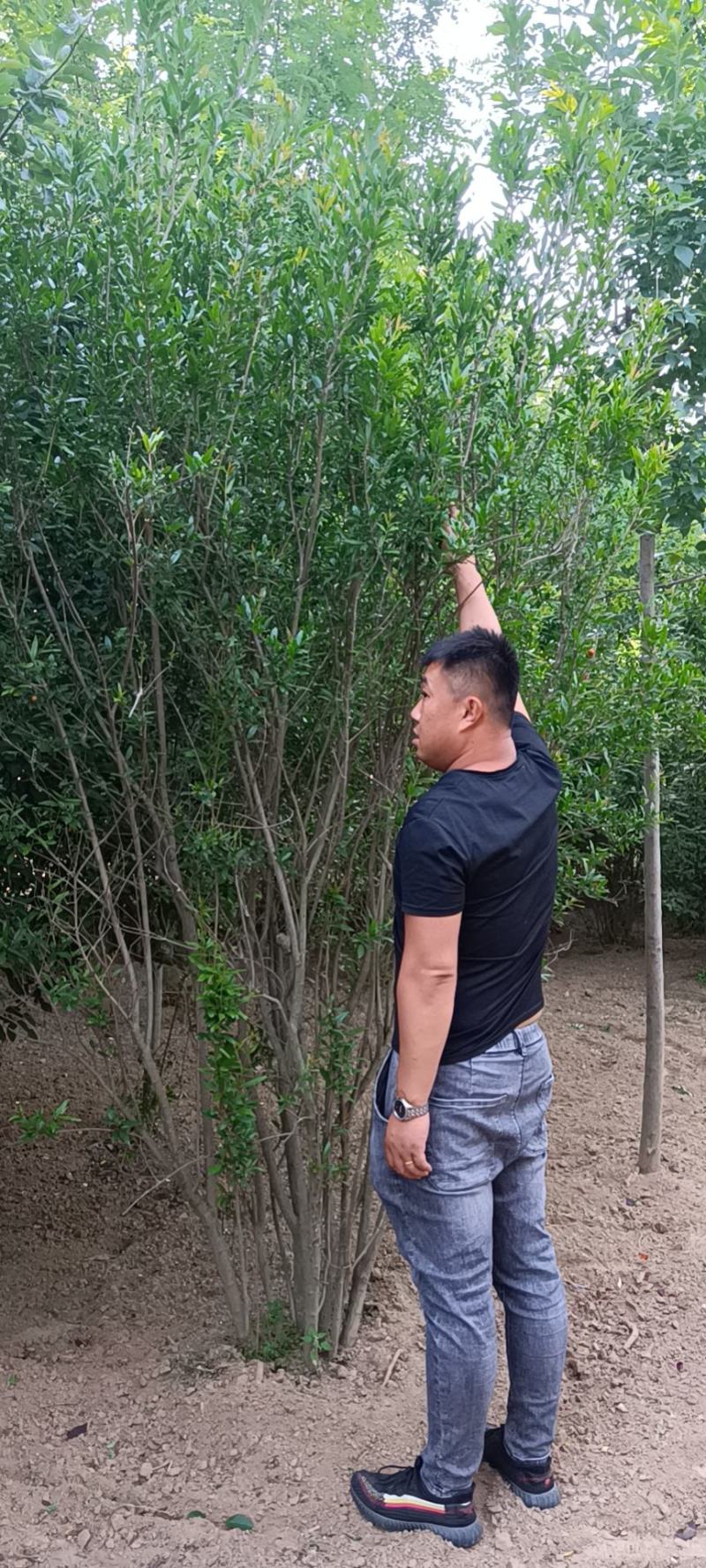 丛生石榴，基地直发，2—4米，可地头装车