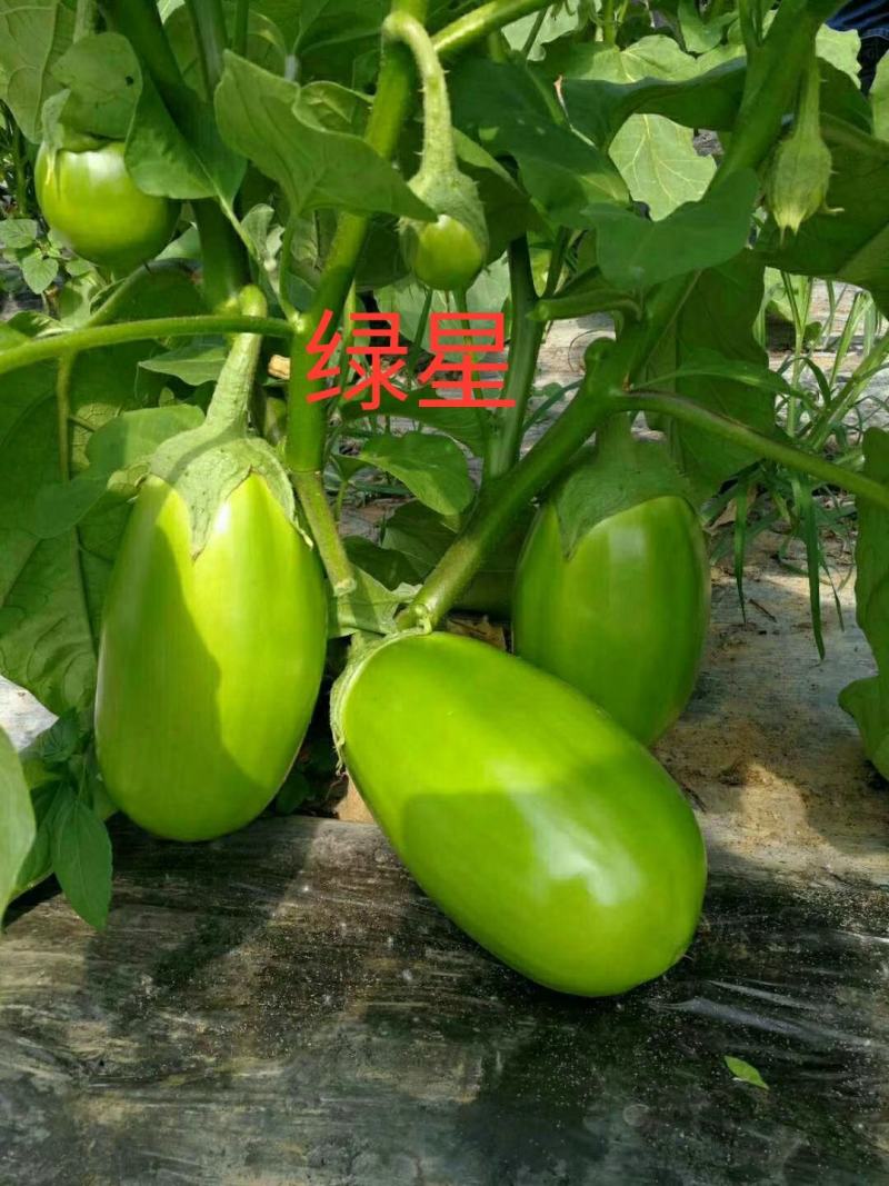 茄子苗嫁接青茄子苗精品绿罐产量高抗病