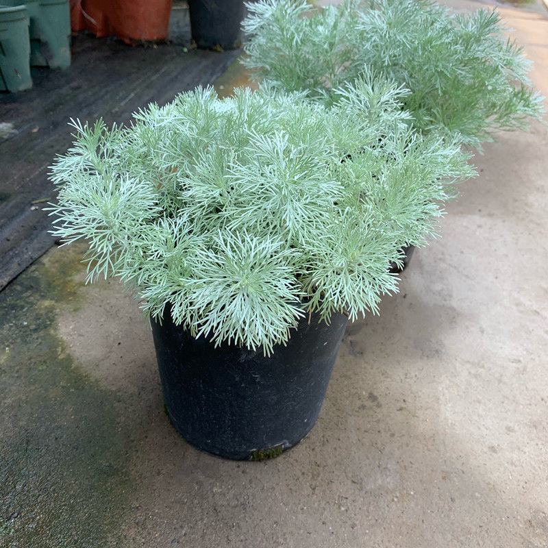 朝雾草桌面绿植庭院阳台盆栽多年生观叶柔软治愈易养护