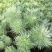 朝雾草桌面绿植庭院阳台盆栽多年生观叶柔软治愈易养护