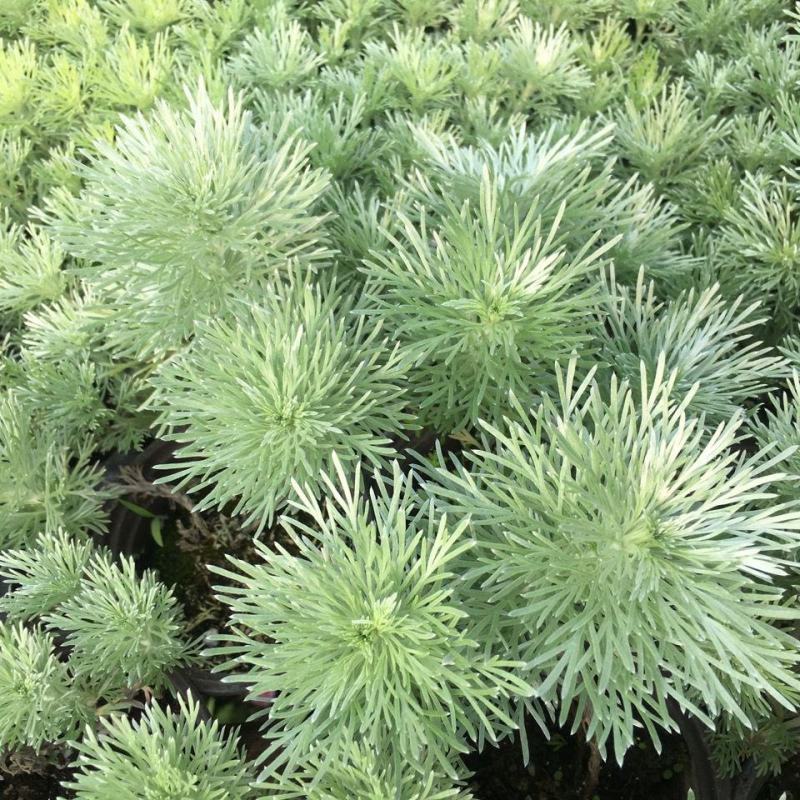 朝雾草桌面绿植庭院阳台盆栽多年生观叶柔软治愈易养护