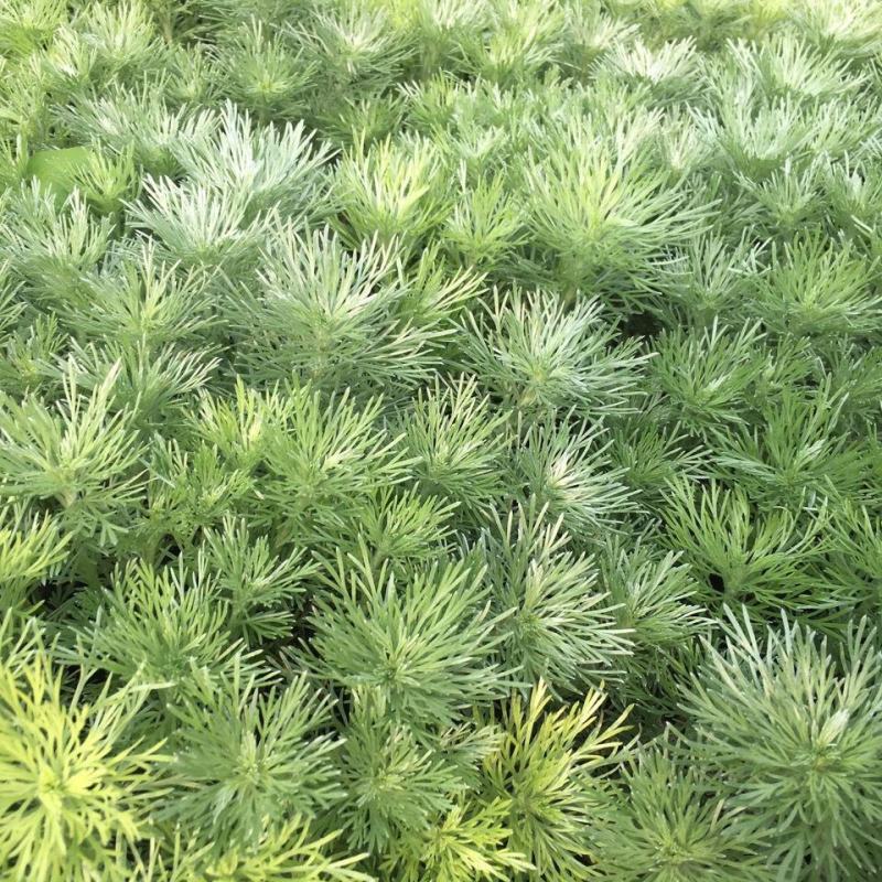 朝雾草桌面绿植庭院阳台盆栽多年生观叶柔软治愈易养护