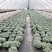 朝雾草桌面绿植庭院阳台盆栽多年生观叶柔软治愈易养护