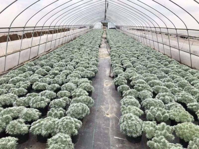 朝雾草桌面绿植庭院阳台盆栽多年生观叶柔软治愈易养护