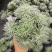 朝雾草桌面绿植庭院阳台盆栽多年生观叶柔软治愈易养护