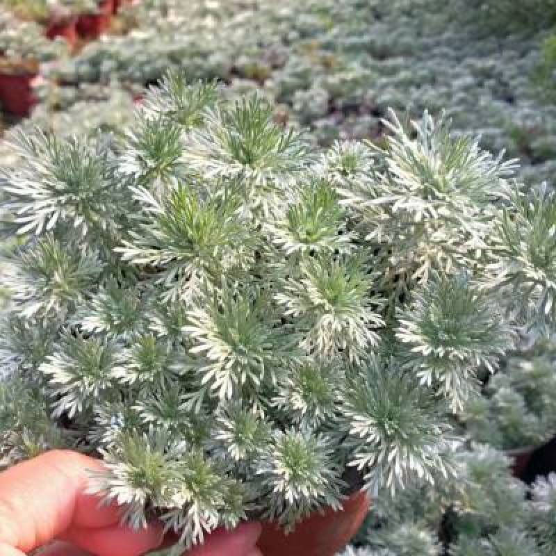 朝雾草桌面绿植庭院阳台盆栽多年生观叶柔软治愈易养护