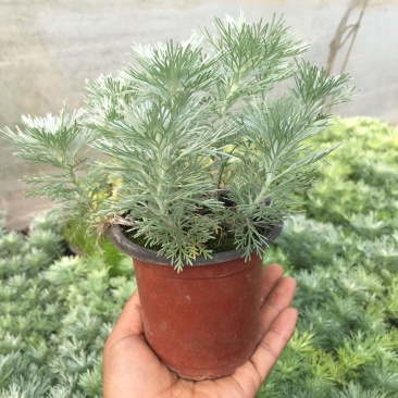 朝雾草桌面绿植庭院阳台盆栽多年生观叶柔软治愈易养护